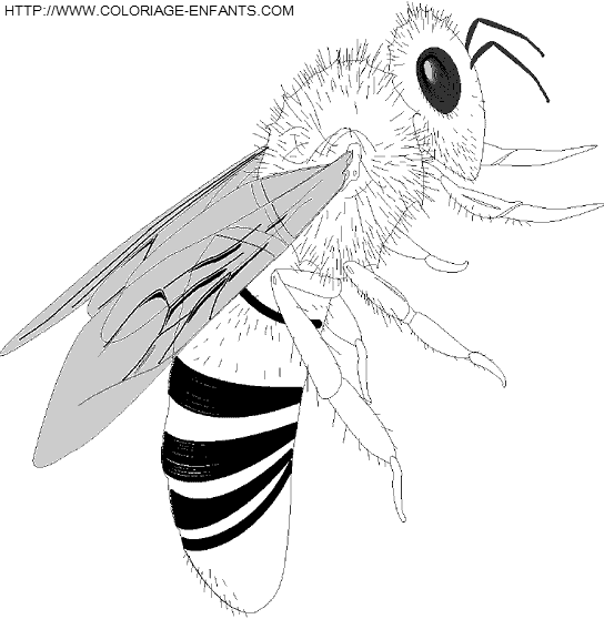 dibujo Abejas