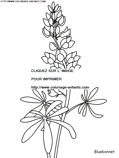 dibujo Flor