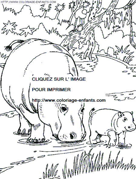 dibujo hipopotamos
