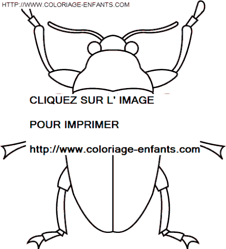 dibujo Insectos