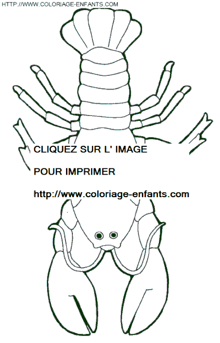 dibujo Langostas