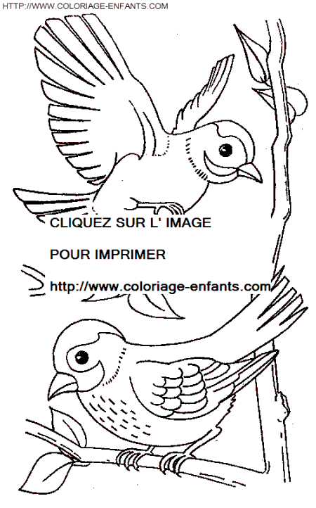 dibujo Pajaros