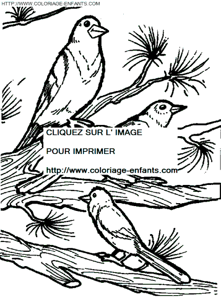 dibujo Pajaros