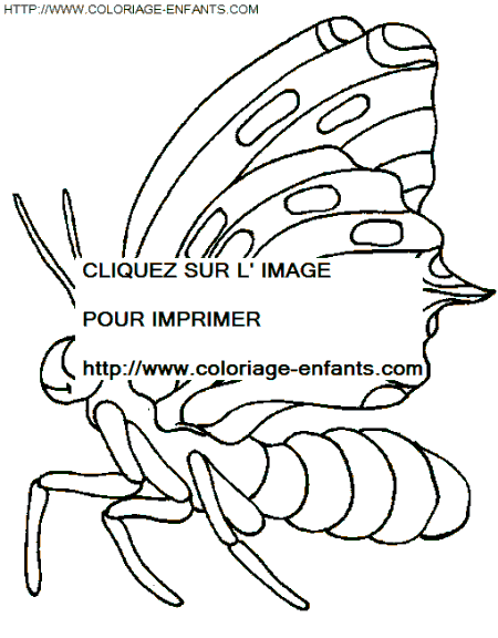 dibujo Mariposas