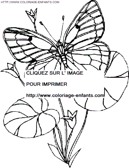 dibujo Mariposas