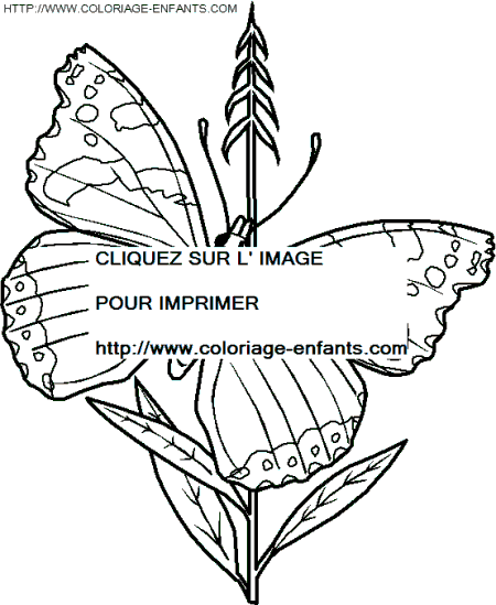 dibujo Mariposas