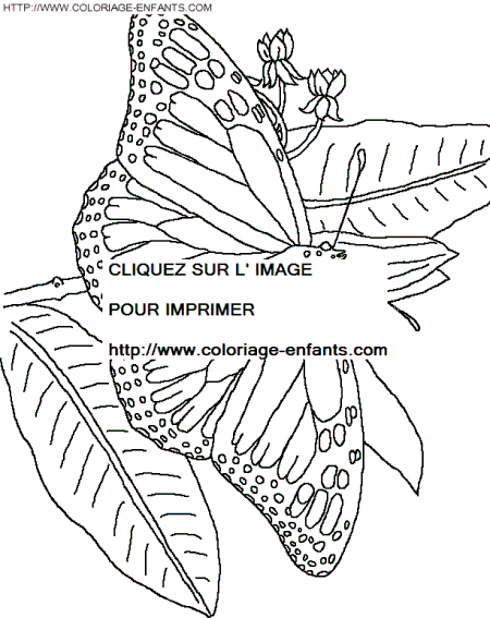 dibujo Mariposas