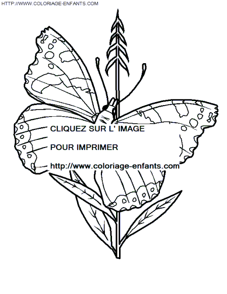 dibujo Mariposas