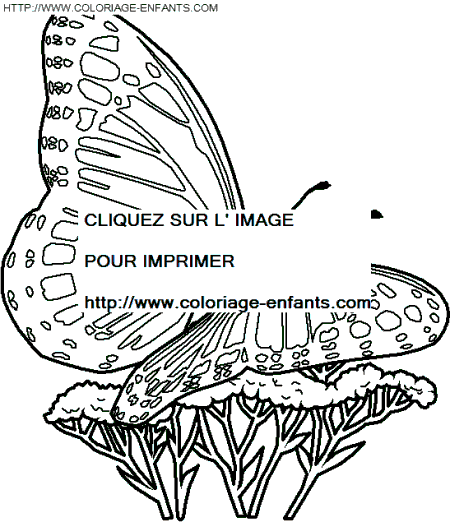 dibujo Mariposas