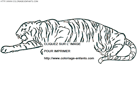 dibujo tigre