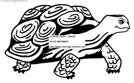 dibujo Tortugas