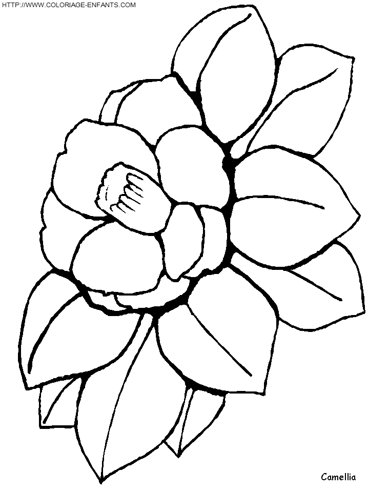 dibujo Flor