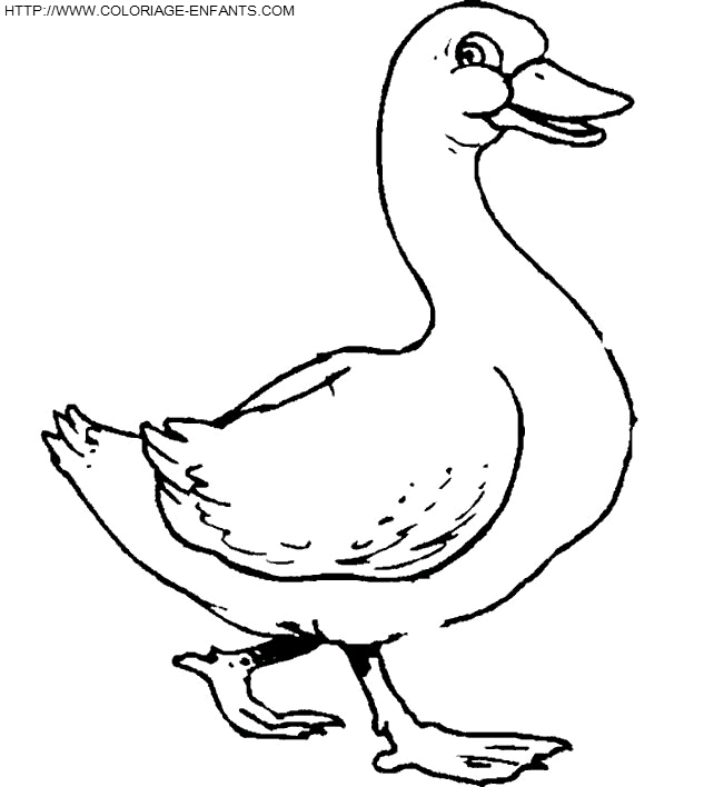 dibujo Patos