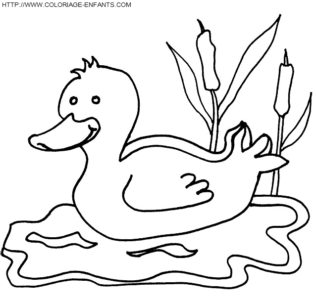 dibujo Patos