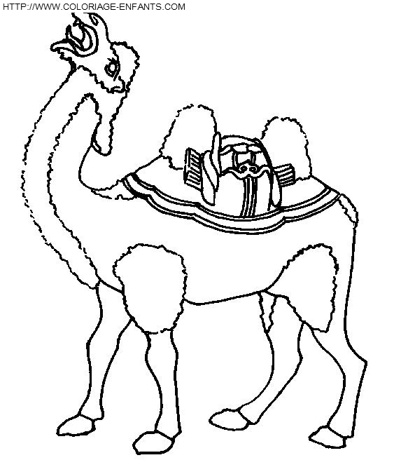 dibujo Camellos