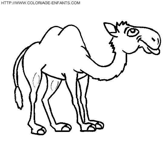 dibujo Camellos