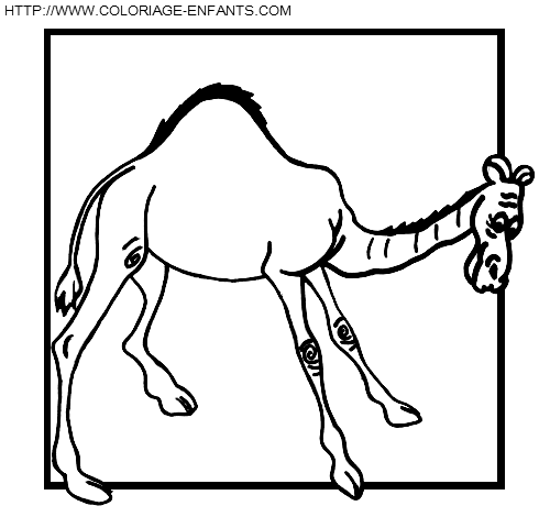 dibujo Camellos