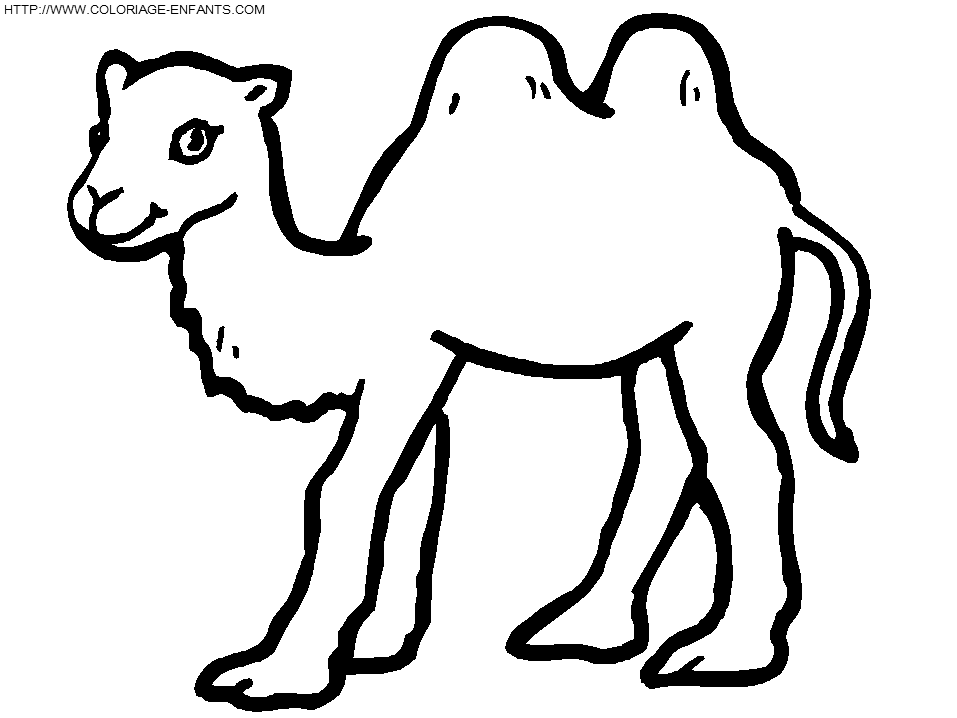 dibujo Camellos