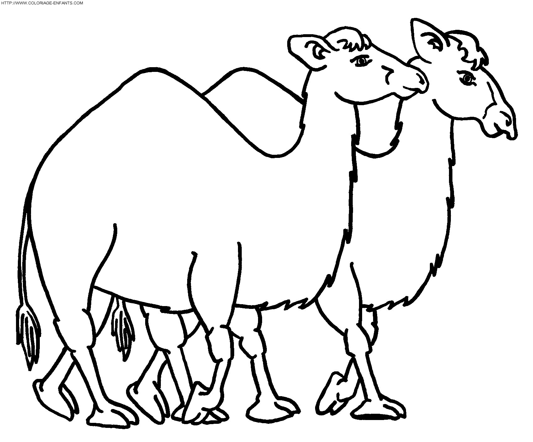 dibujo Camellos