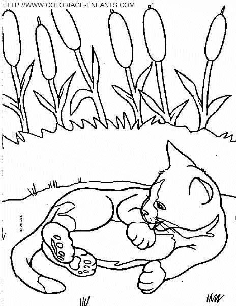 dibujo Gatos