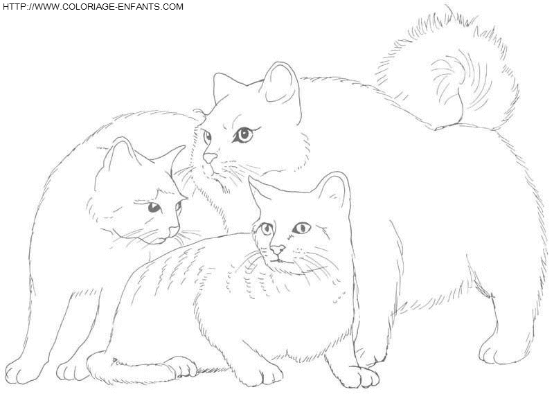 dibujo Gatos