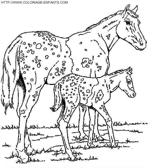 dibujo Caballo