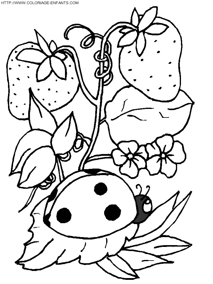 dibujo Mariquitas