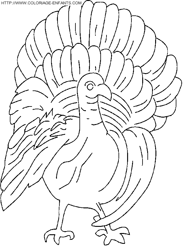 dibujo Thanksgiving