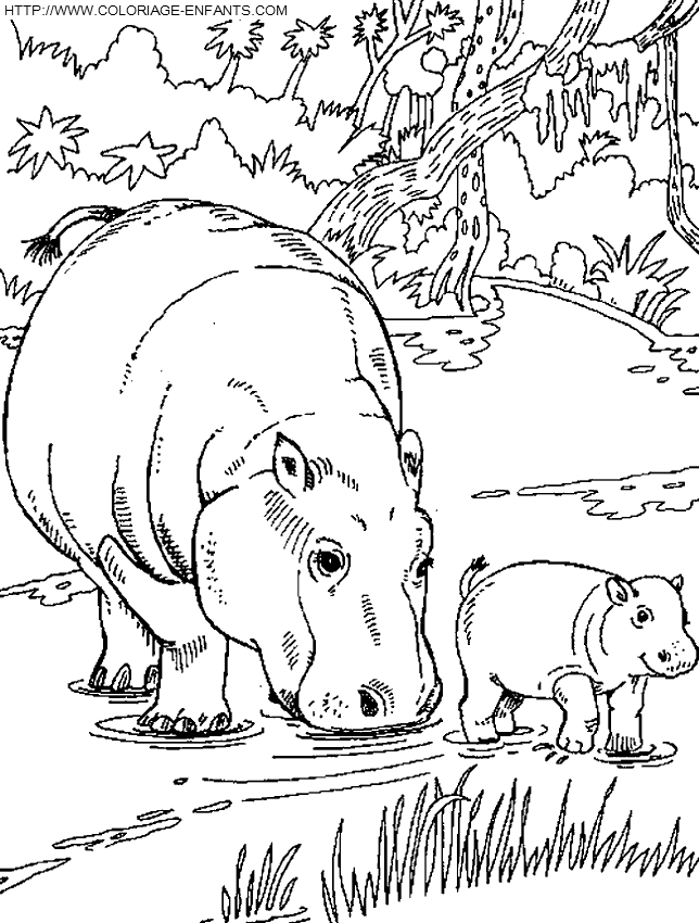 dibujo Hipopotamos