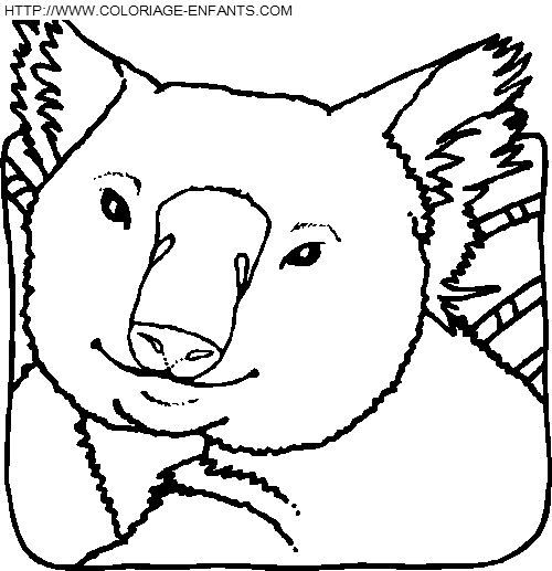 dibujo Koalas