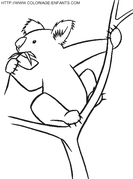 dibujo Koalas