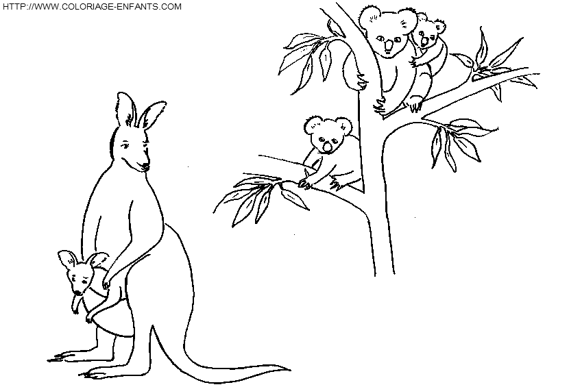 dibujo Koalas