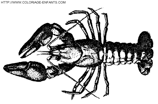 dibujo Langostas