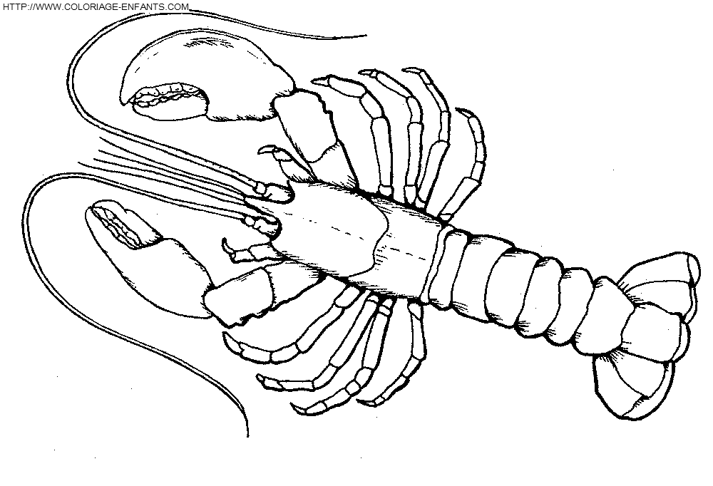 dibujo Langostas