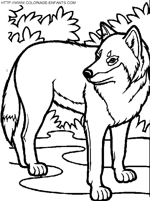 dibujo Lobos