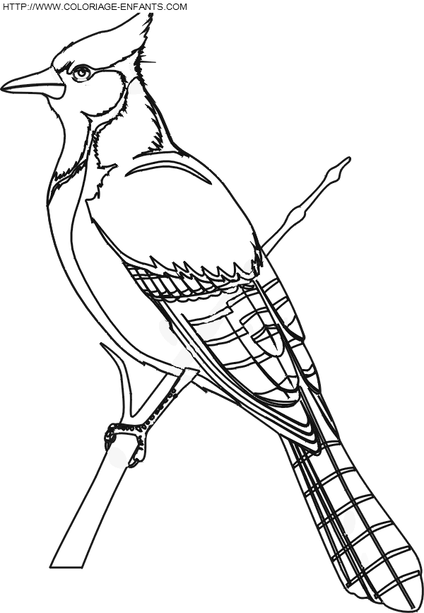 dibujo Pajaros