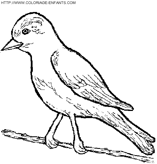 dibujo Pajaros