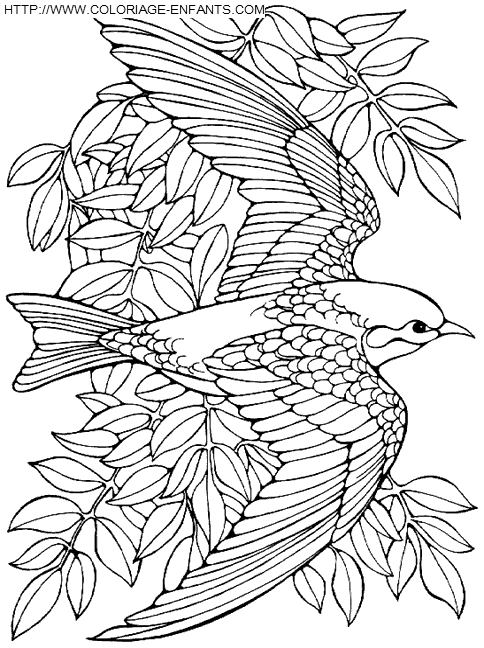 dibujo Pajaros