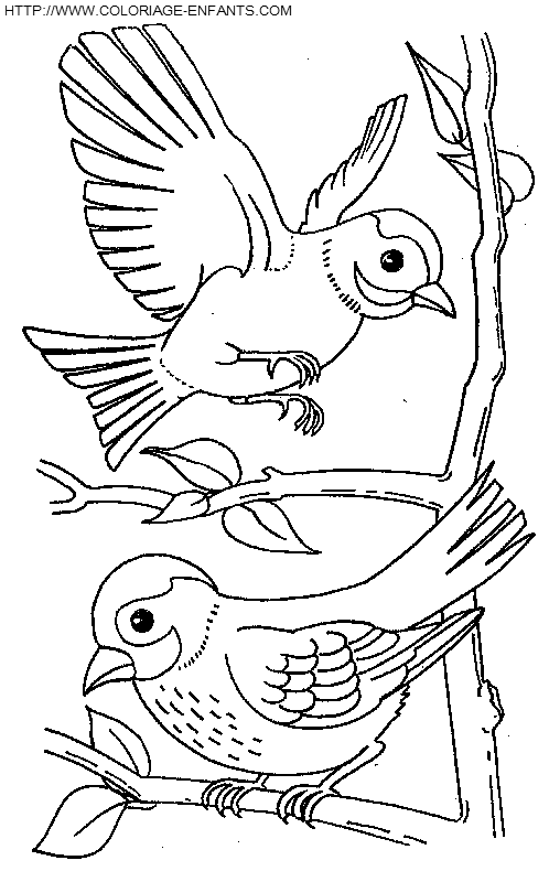 dibujo Pajaros