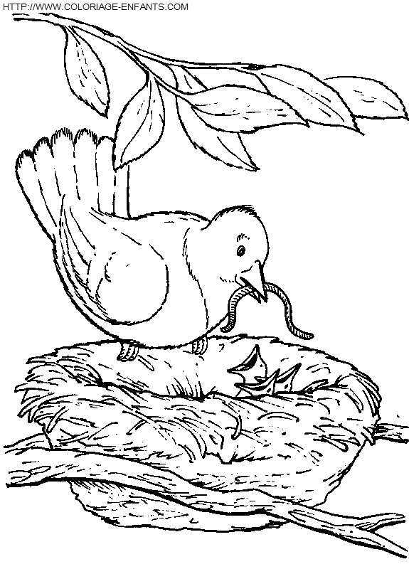 dibujo Pajaros