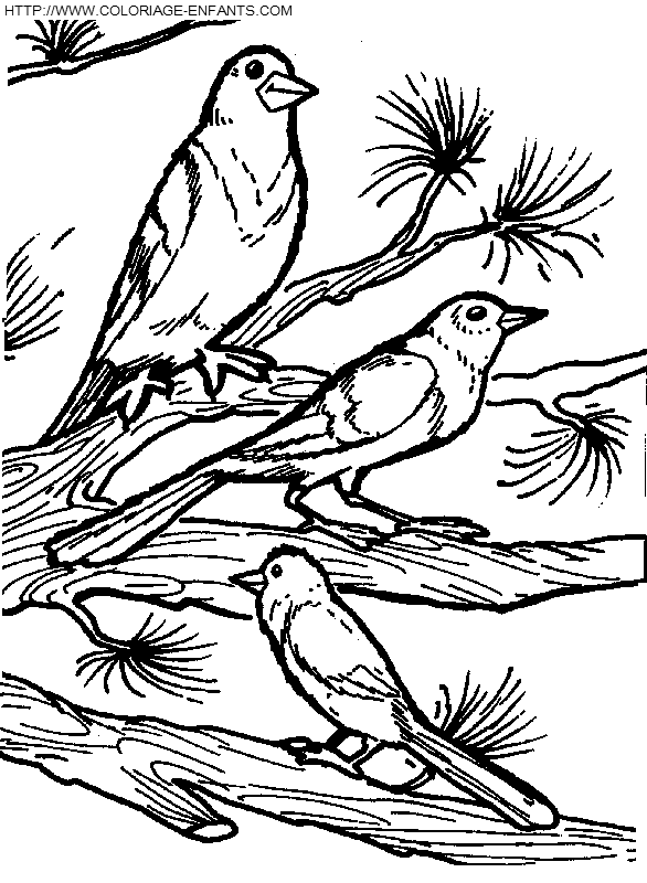 dibujo Pajaros