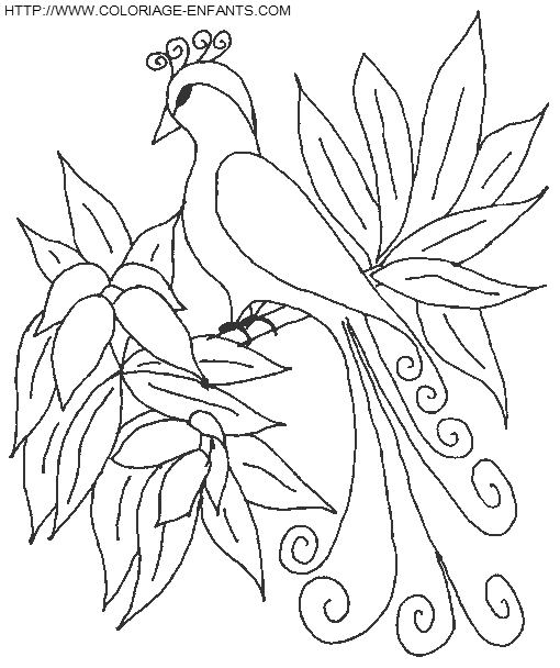 dibujo Pajaros