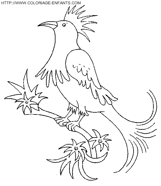 dibujo Pajaros