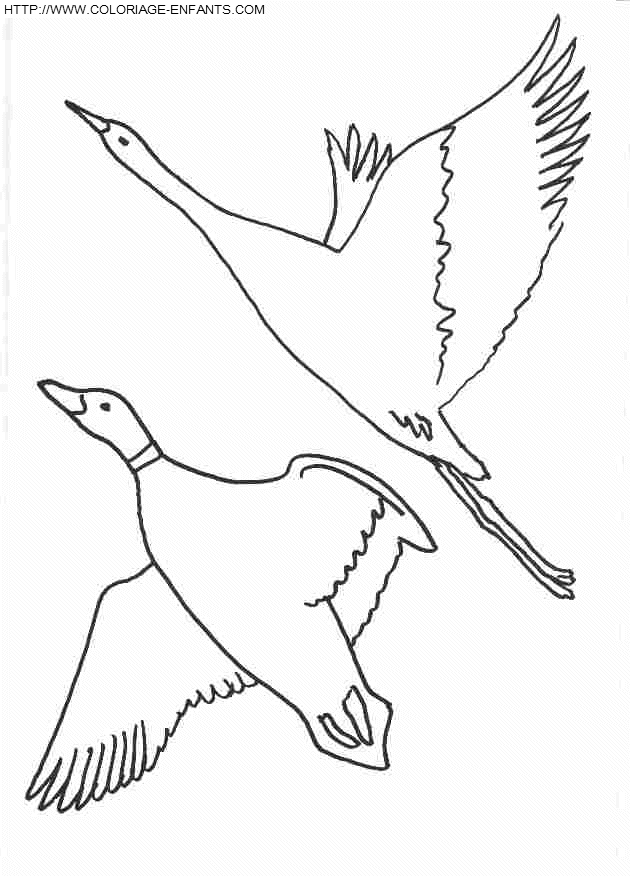 dibujo Pajaros