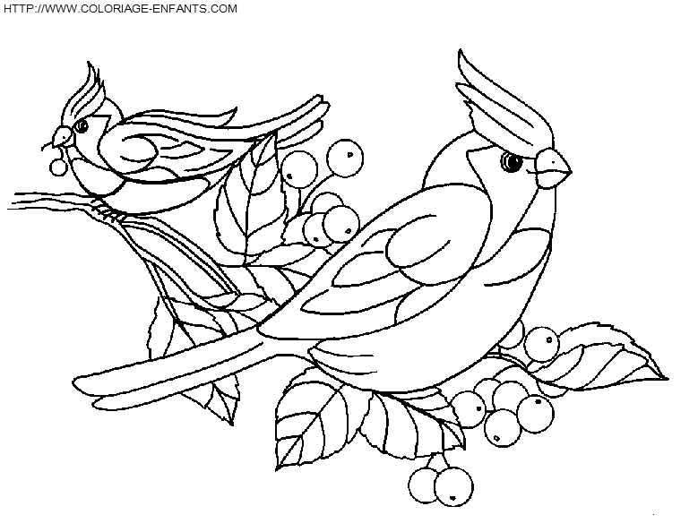 dibujo Pajaros