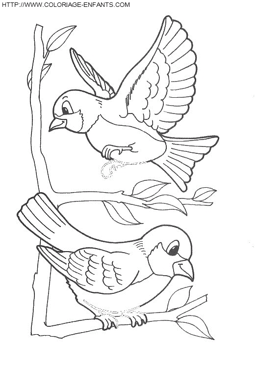 dibujo Pajaros