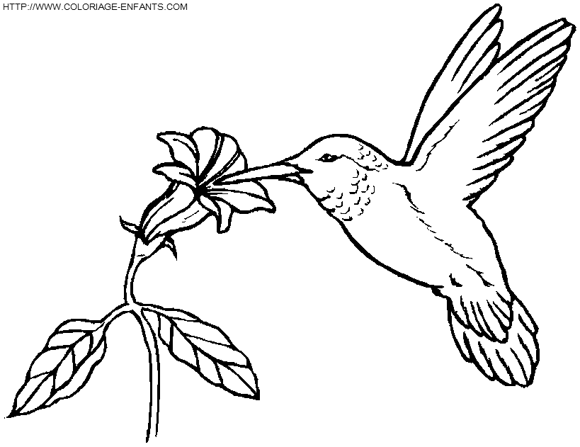 dibujo Pajaros