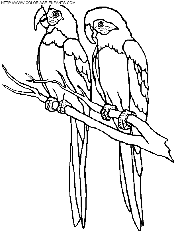 dibujo Pajaros