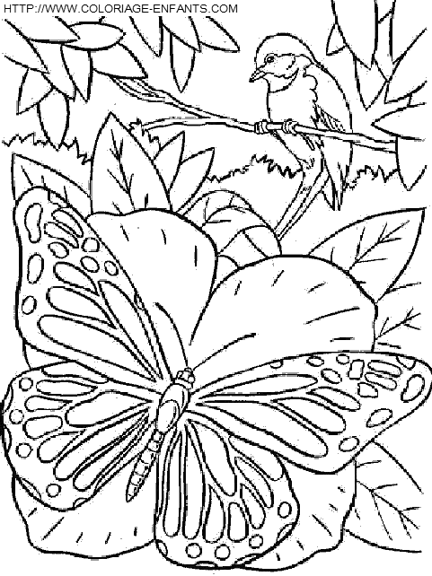 dibujo Mariposas