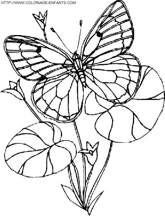 dibujo Mariposas